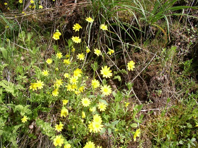 4.30.06 Hamilton Mountain 049 